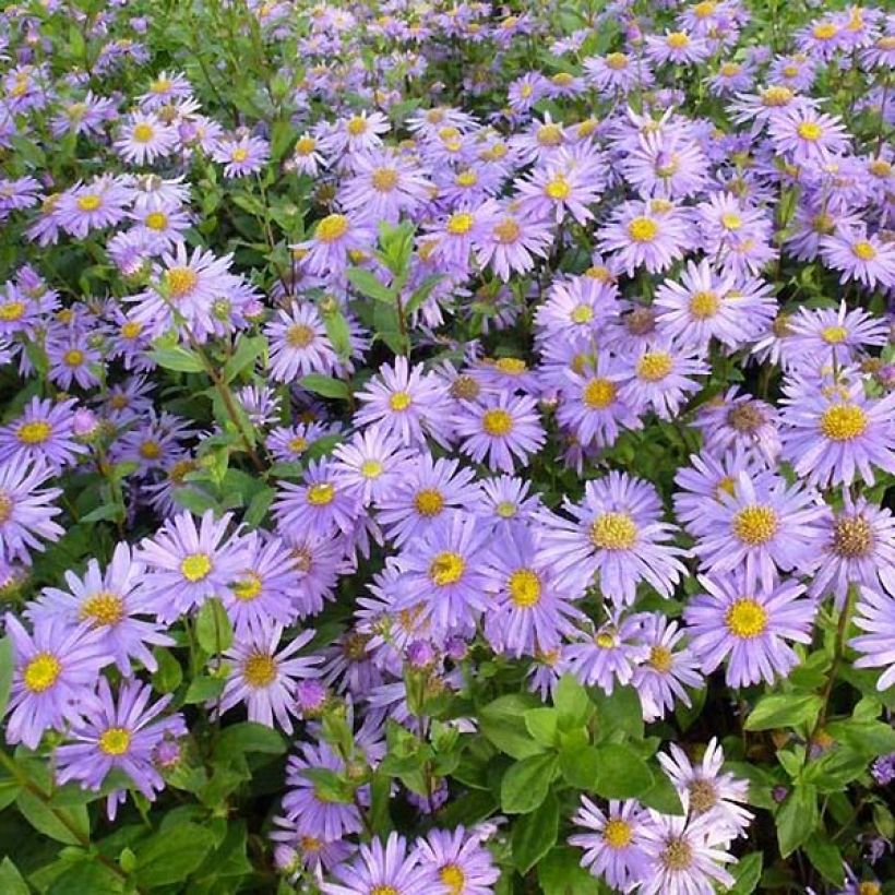 Aster frikartii Jungfrau - Aster d'été (Foliage)
