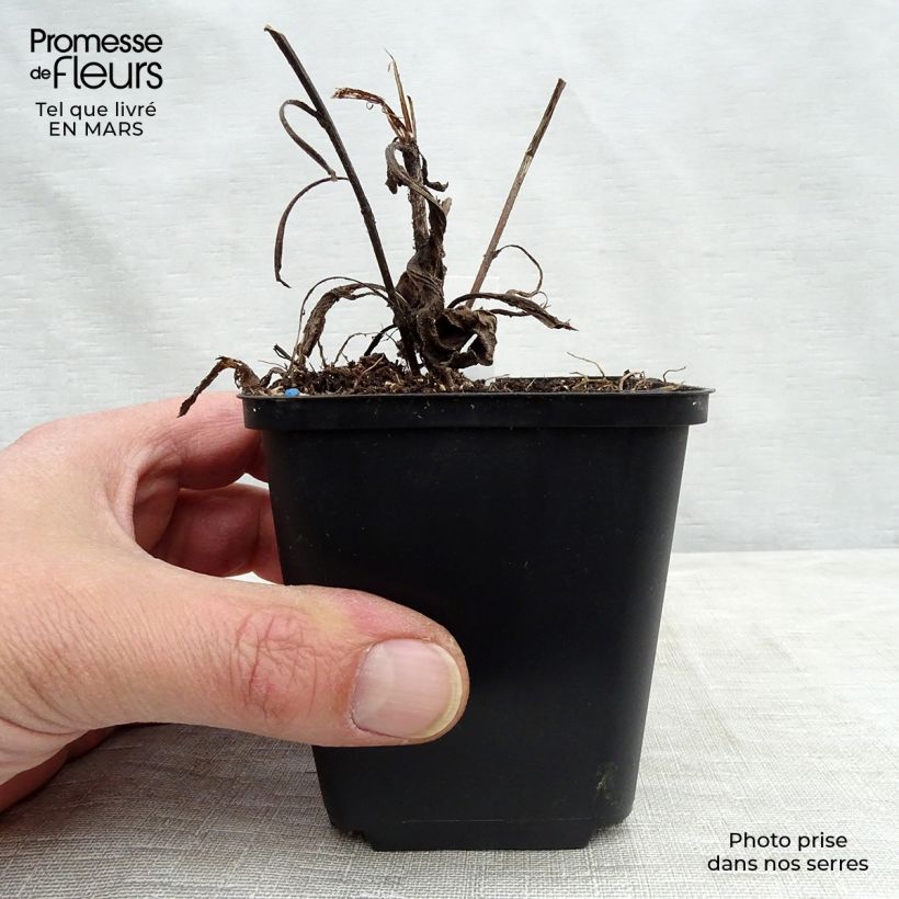 Example of Aster frikartii Jungfrau - Aster d'été Godet de 8/9 cm as you get in printemps