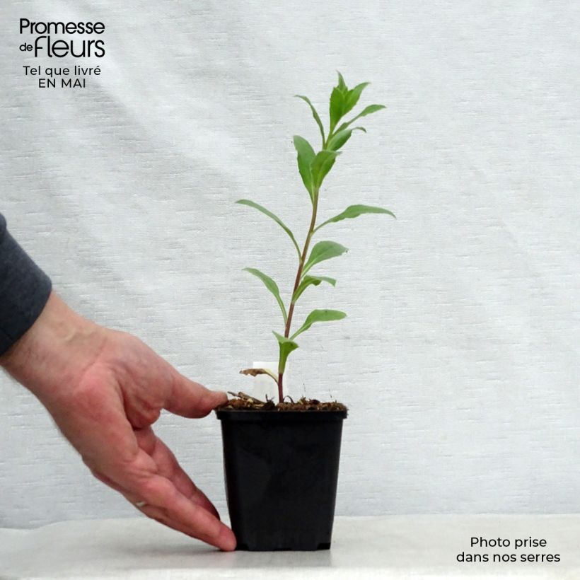 Example of Aster frikartii Mönch - Aster d'automne Godet de 8/9 cm as you get in printemps