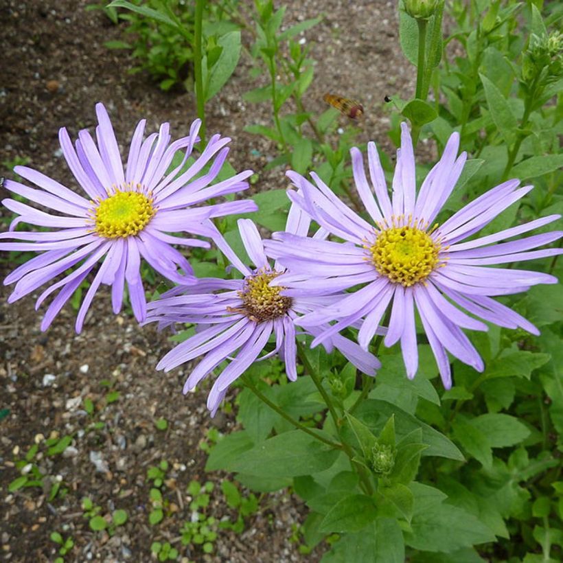 Aster frikartii Mönch - Aster d'automne (Flowering)