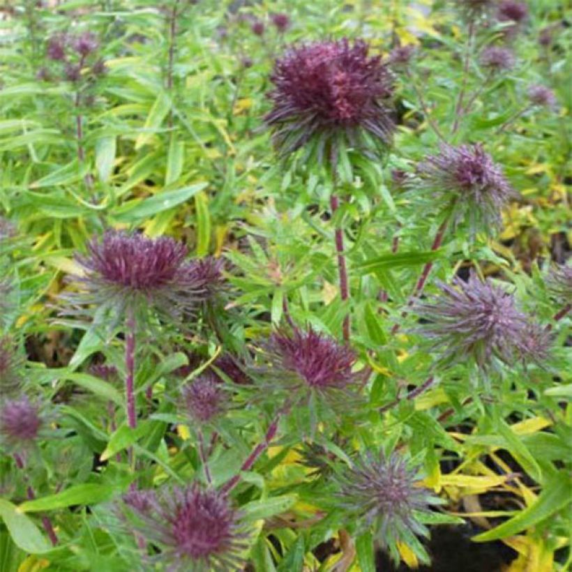 Aster hybride Ann Leys (Flowering)