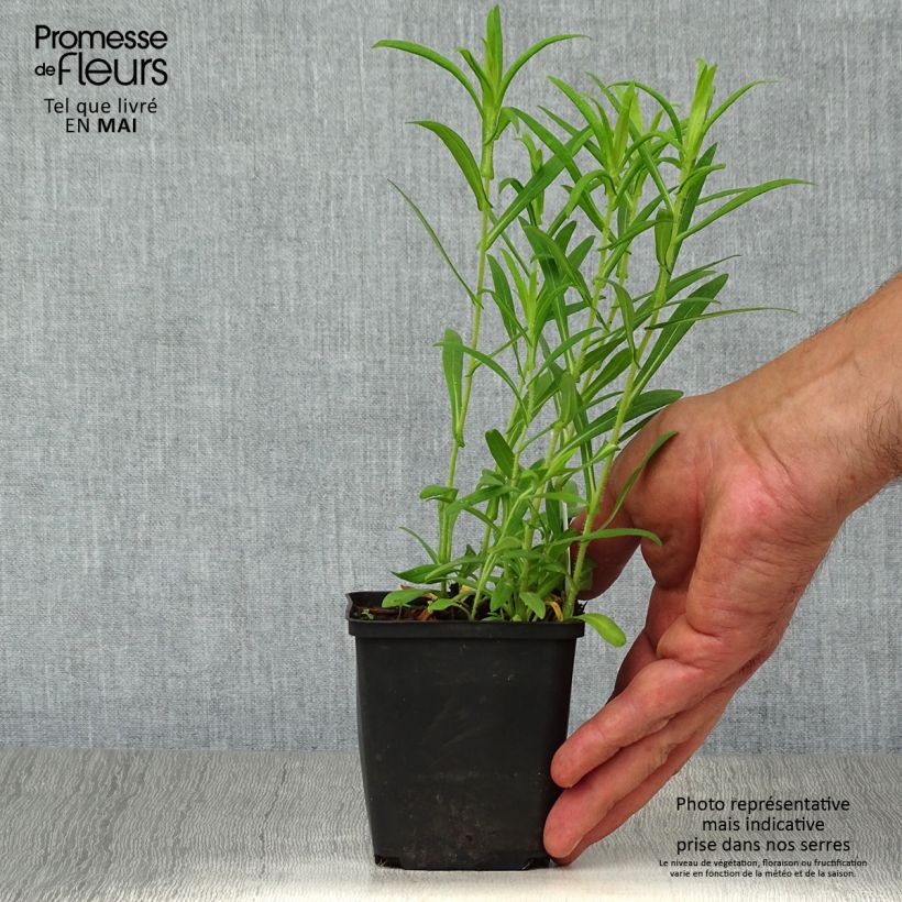 Example of Aster hybride Ann Leys Godet de 8/9 cm as you get in printemps