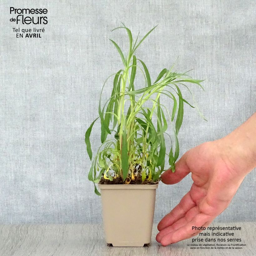 Example of Aster hybride Pink Star - Aster rose Godet de 8/9 cm as you get in printemps