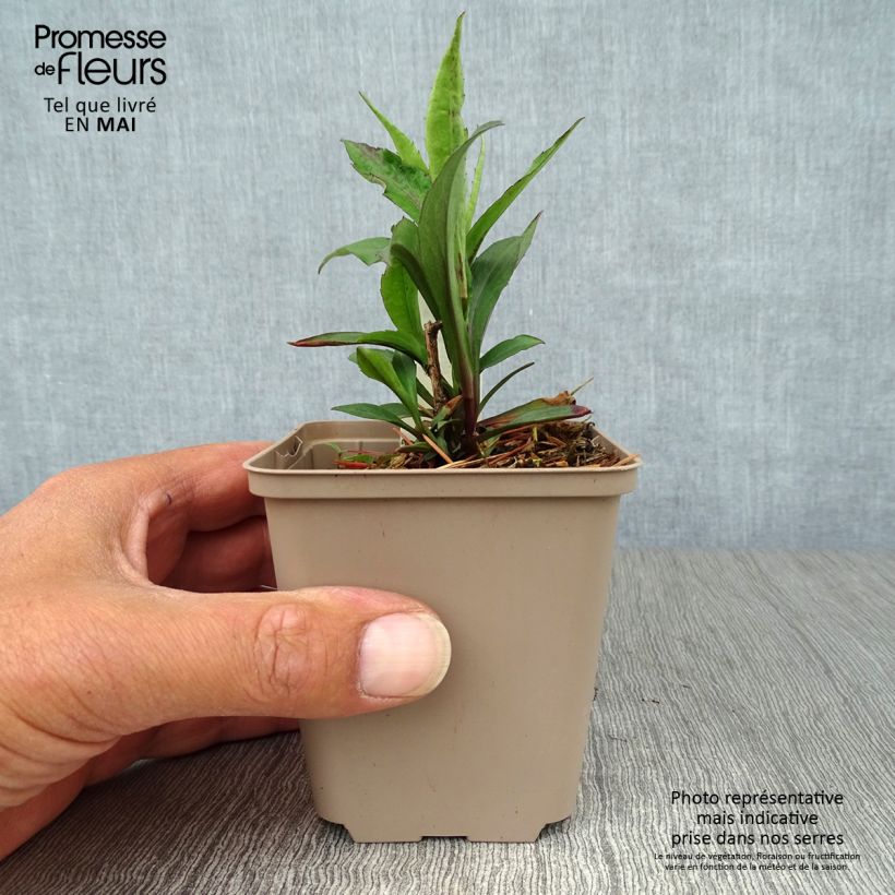 Example of Aster laevis Calliope - Aster géant d'automne Godet de 8/9 cm as you get in printemps