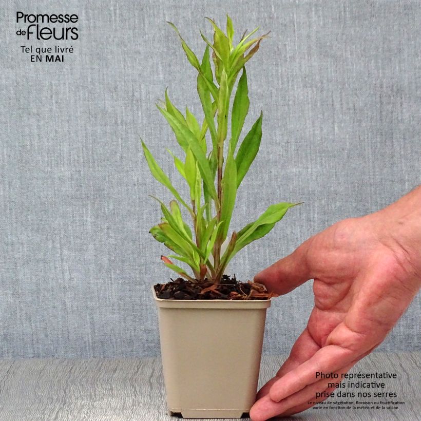 Example of Aster lateriflorus Chloe - Aster d'automne Godet de 8/9 cm as you get in printemps