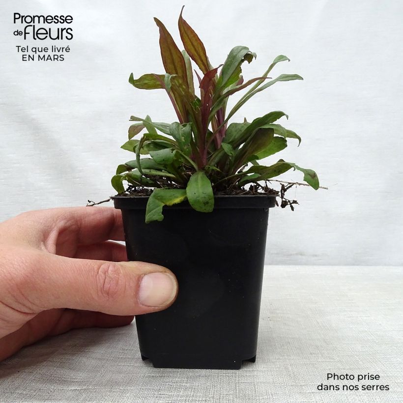 Example of Aster lateriflorus Prince Godet de 8/9 cm as you get in printemps