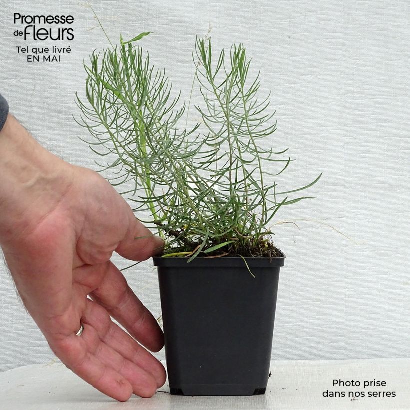 Spécimen de Aster linosyris - Aster d'automne Godet de 8/9 cm tel que livré au printemps