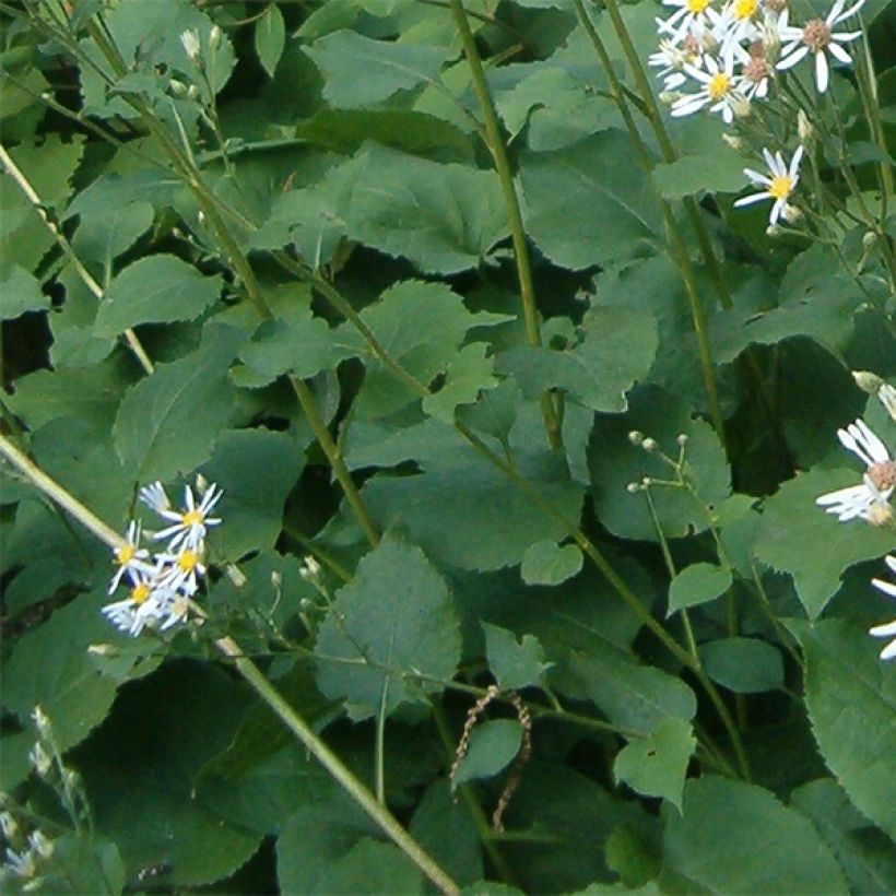 Aster macrophyllus Albus - Aster à grandes feuilles (Foliage)