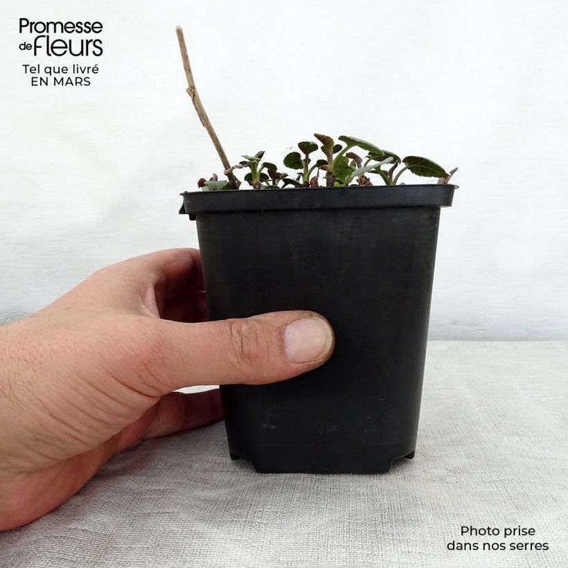 Example of Aster macrophyllus Albus - Aster à grandes feuilles Godet de 8/9 cm as you get in printemps