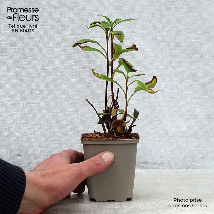 Example of Aster macrophyllus twilight Godet de 8/9 cm as you get in printemps