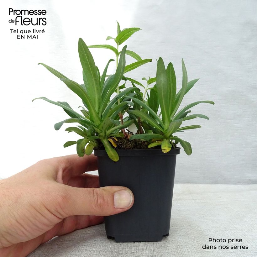 Example of Aster novae-angliae Andenken an Alma Pötschke Godet de 7/8 cm as you get in printemps