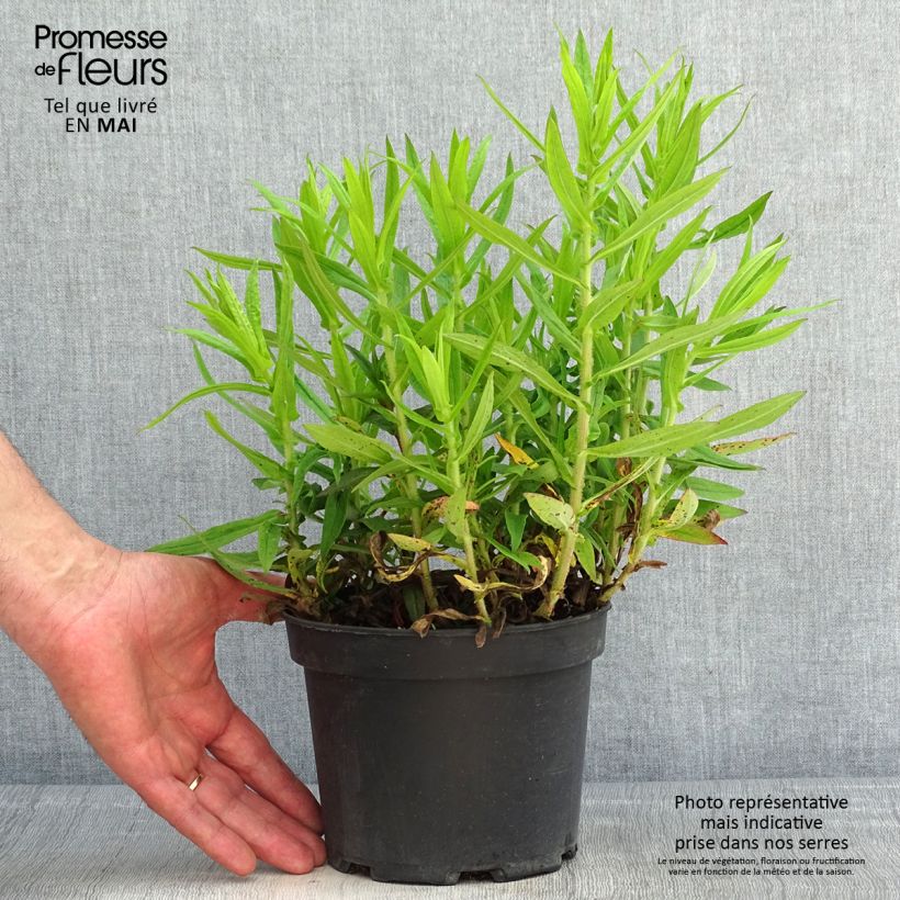 Example of Aster novae-angliae Andenken an Alma Pötschke Pot de 2L/3L as you get in printemps