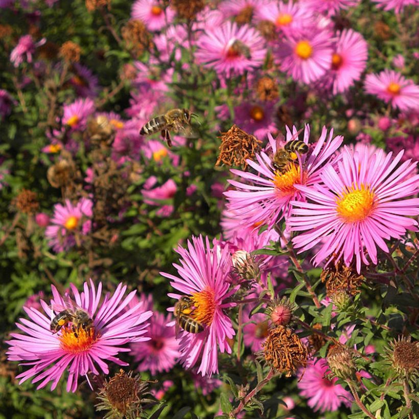 Aster novae-angliae Andenken an Paul Gerber - Aster grand d'Automne. (Flowering)