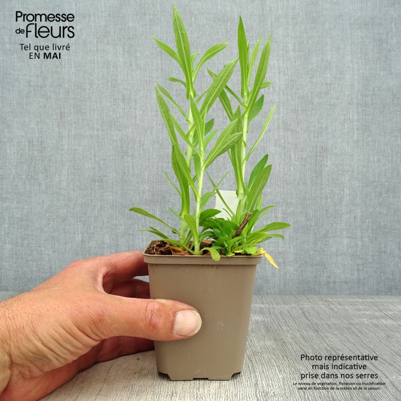 Example of Aster novae angliae Annabelle de Chazal - Aster grand d'automne Godet de 8/9 cm as you get in printemps