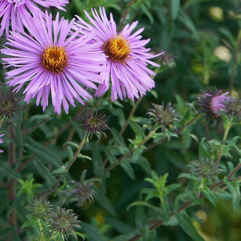 Aster novae-angliae Barr's Pink - Grand aster d'automne (Foliage)