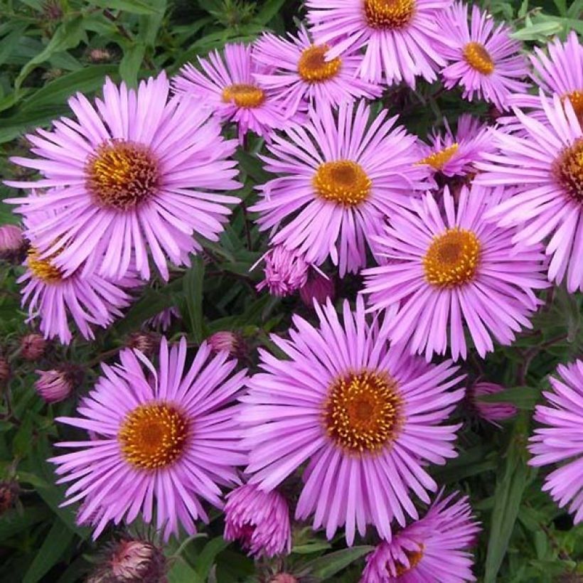 Aster novae-angliae Barr's Pink - Grand aster d'automne (Flowering)