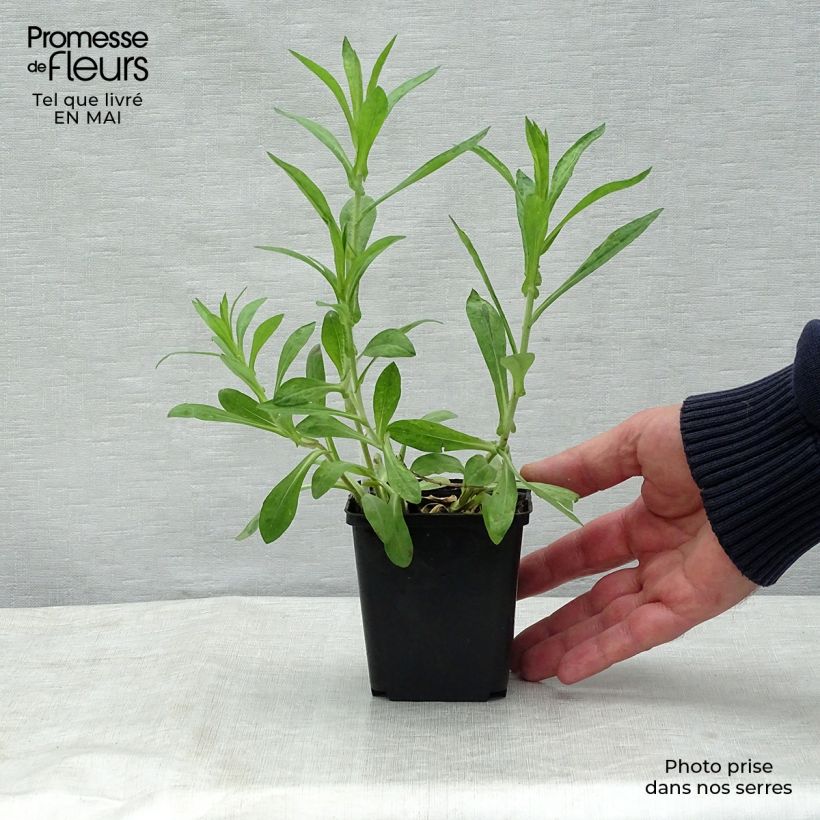 Spécimen de Aster novae angliae Barrs Blue - Aster grand d'automne Godet de 8/9 cm tel que livré au printemps