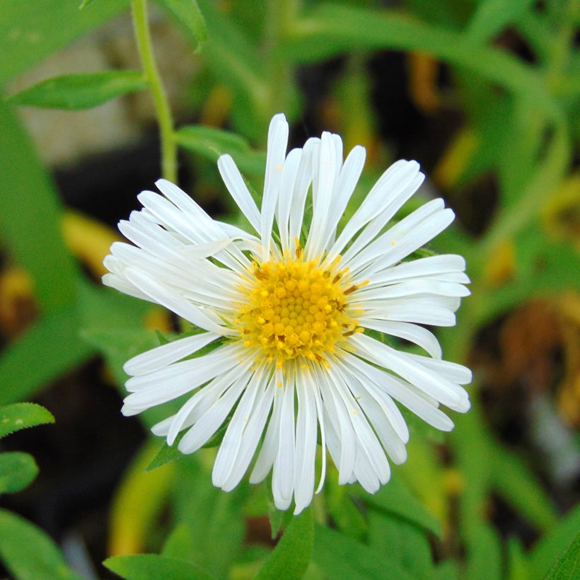 Aster novae angliae Herbstschnee - Aster grand d'automne (Flowering)