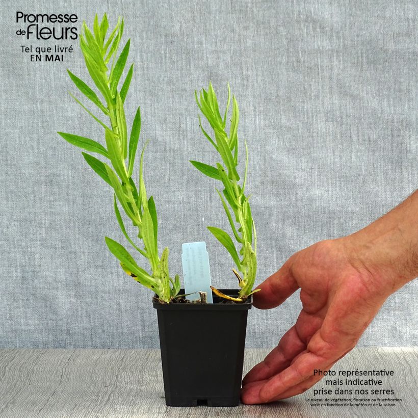 Example of Aster novae angliae Herbstschnee - Aster grand d'automne Godet de 8/9 cm as you get in printemps