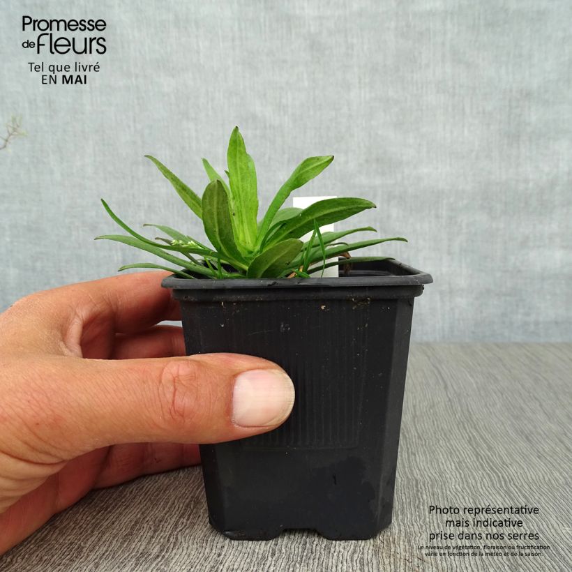 Example of Aster novae-angliae Purple Dome - Aster d'automne Godet de 8/9 cm as you get in printemps