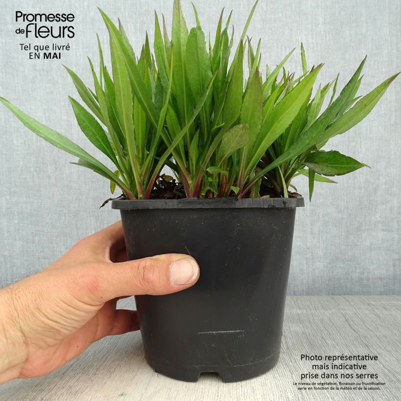 Example of Aster novae-angliae Purple Dome - Aster d'automne Pot de 2L/3L as you get in printemps