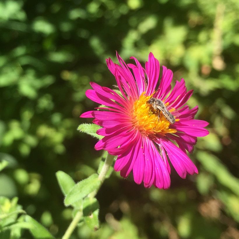 Aster novae-angliae Septemberrubin - Septembre rouge (Flowering)