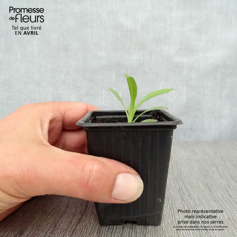 Example of Aster novae-angliae Septemberrubin - Septembre rouge Godet de 7/8 cm as you get in printemps