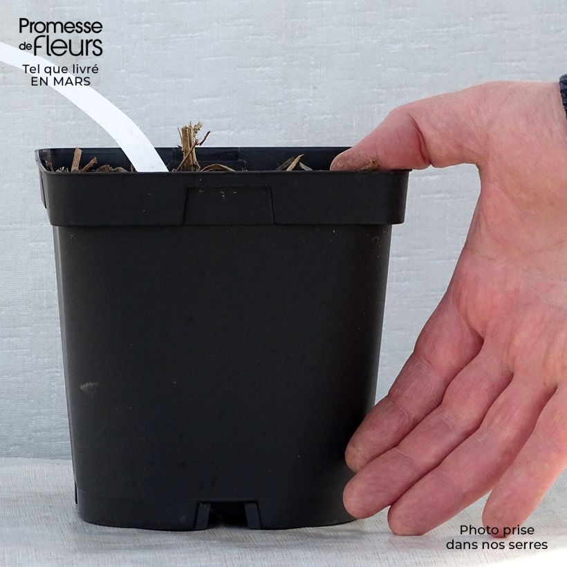 Example of Aster novae-angliae Septemberrubin - Septembre rouge Pot de 2L/3L as you get in printemps