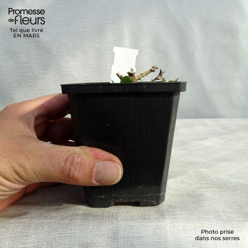 Example of Aster novae-angliae Violetta - Aster grand d’automne Godet de 8/9 cm as you get in printemps