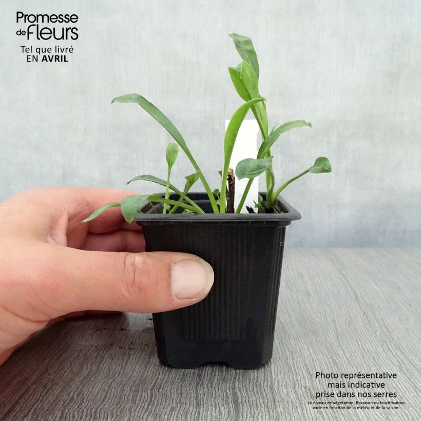 Example of Aster novi-belgii Audrey Godet de 8/9 cm as you get in printemps