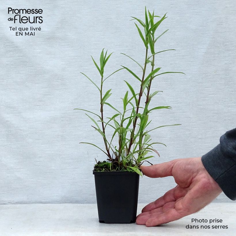 Example of Aster novi-belgii Crimson Brocade - Aster grand d'automne Godet de 8/9 cm as you get in printemps