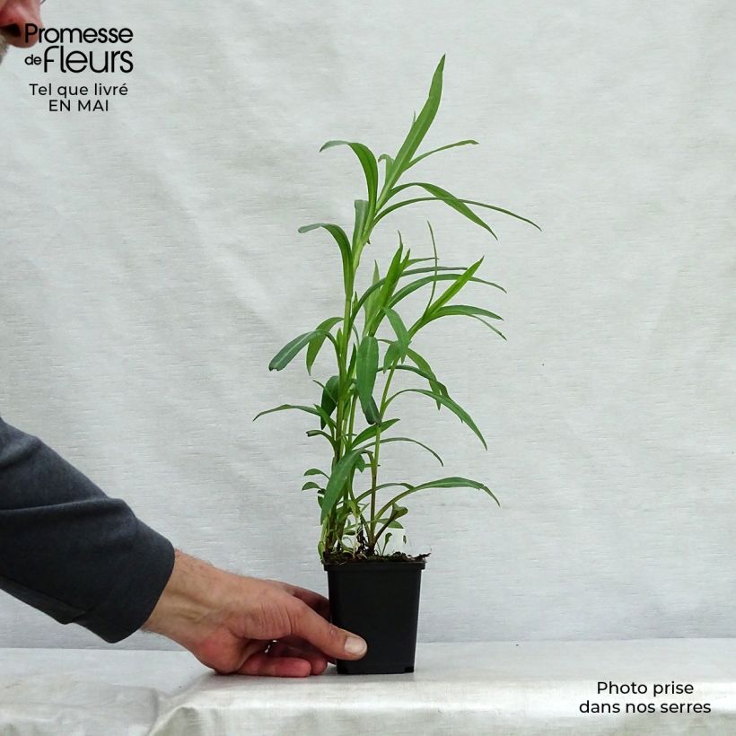 Spécimen de Aster novi-belgii Dauerblau Godet de 8/9 cm tel que livré au printemps