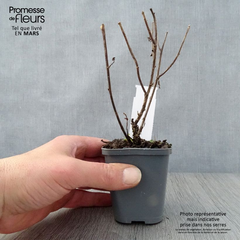 Example of Aster novi-belgii Eventide - Aster grand d’automne Godet de 7/8 cm as you get in printemps