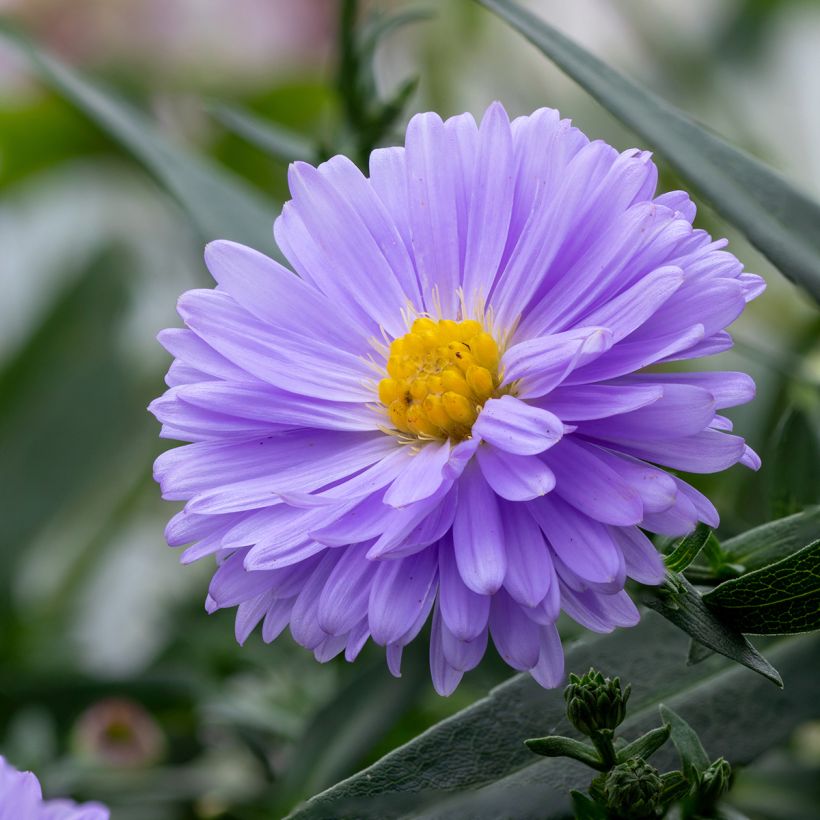 Aster novi-belgii Marie Ballard - Aster grand d’automne (Flowering)