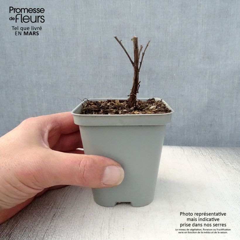 Example of Aster novi-belgii Marie Ballard - Aster grand d’automne Godet de 8/9 cm as you get in printemps