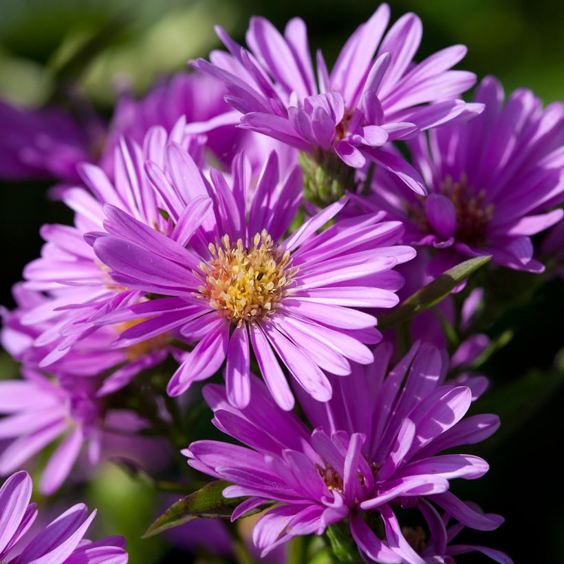 Aster novi-belgii Patricia Ballard - Aster grand d’automne (Flowering)