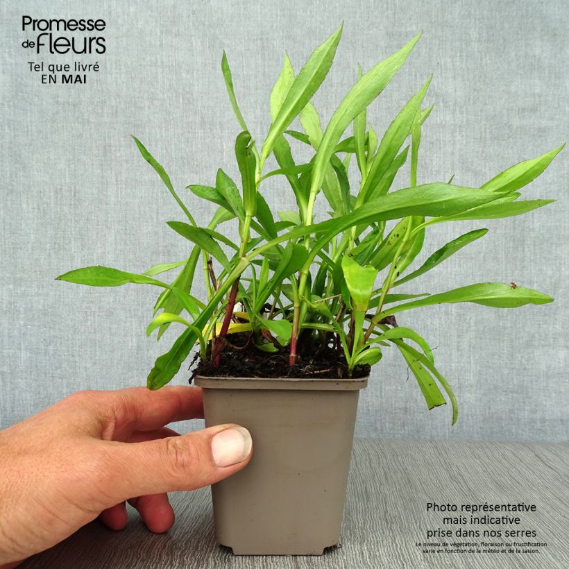 Example of Aster novi-belgii Patricia Ballard - Aster grand d’automne Godet de 8/9 cm as you get in printemps