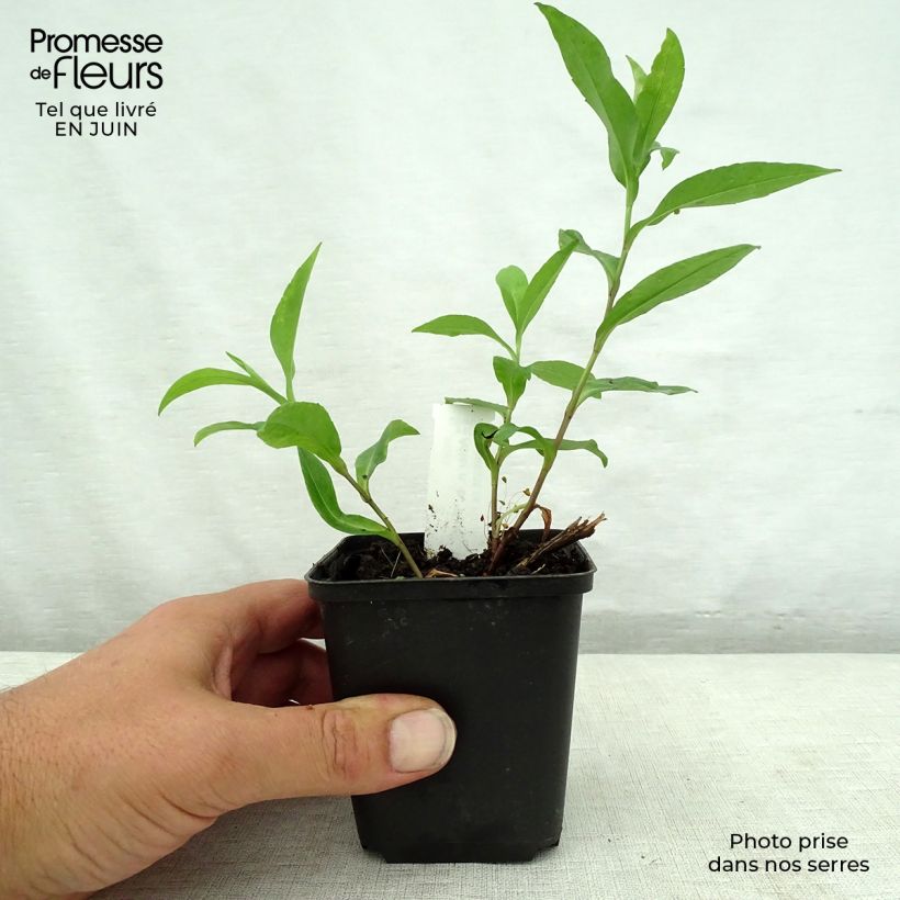 Spécimen de Aster novi-belgii Porzellan - Aster grand d'automne Godet de 8/9 cm tel que livré en été