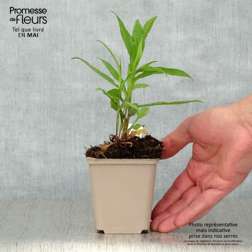 Example of Aster novi-belgii Porzellan - Aster grand d'automne Godet de 8/9 cm as you get in printemps