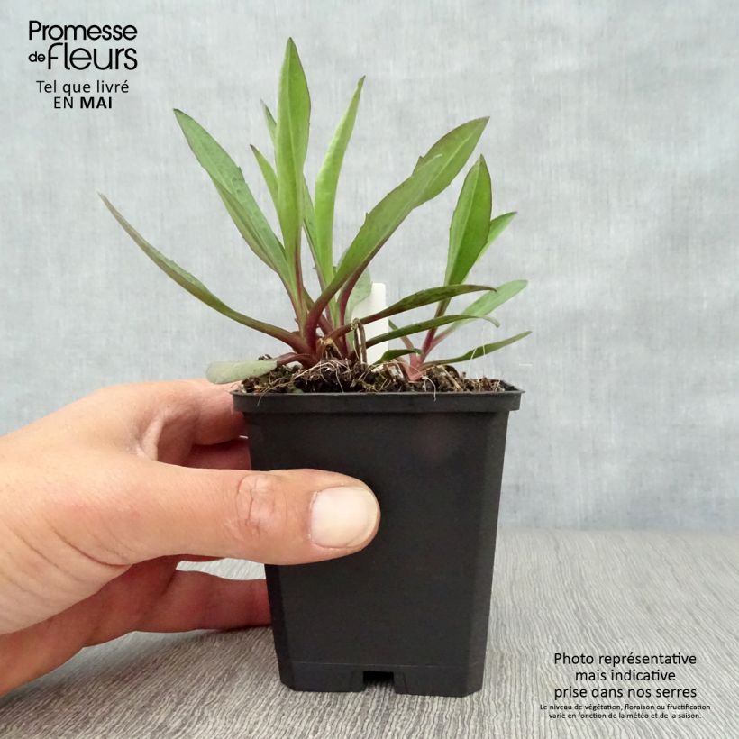 Example of Aster novi-belgii Sarah Ballard Godet de 8/9 cm as you get in printemps