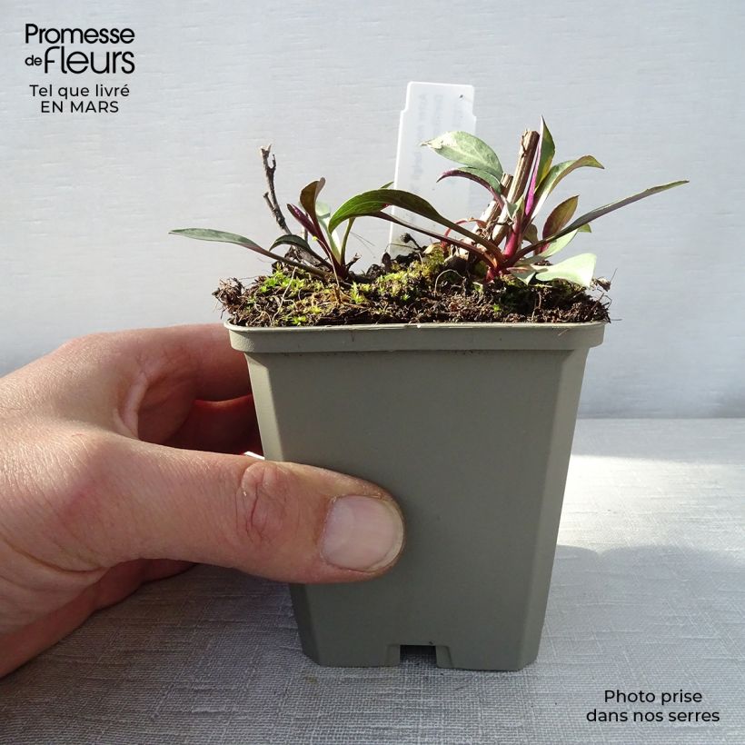 Example of Aster novi-belgii Schone von Dietlikon - Aster grand d’automne Godet de 8/9 cm as you get in printemps