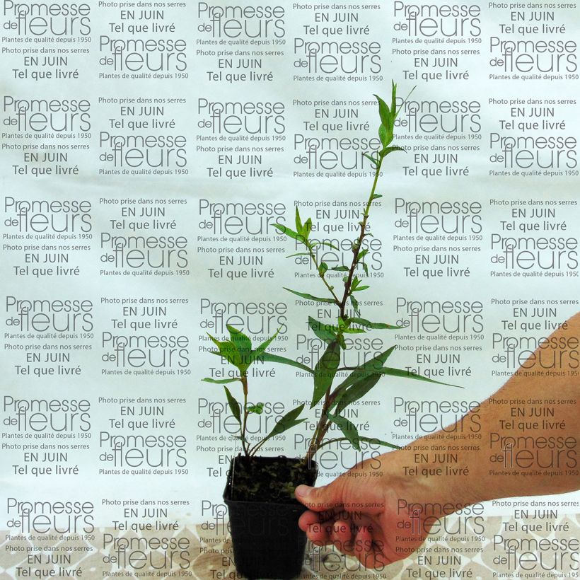 Exemple de spécimen de Aster novi-belgii Weisses Wunder - Aster grand d’automne Godet de 8/9 cm tel que livré