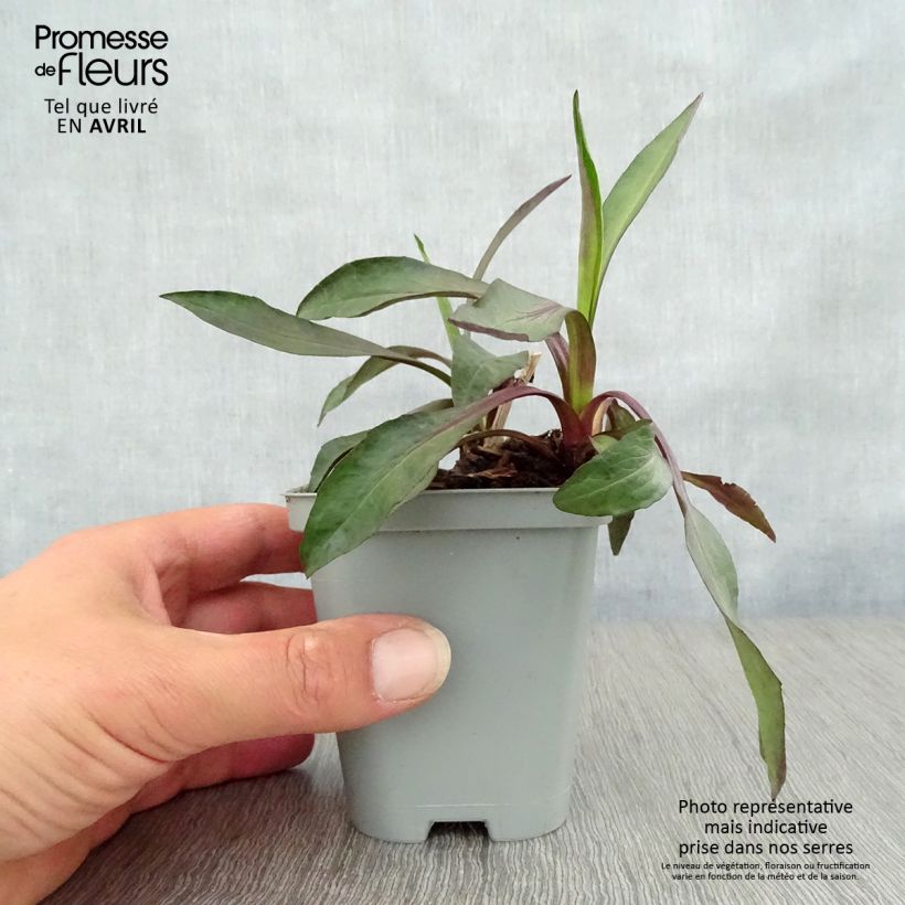 Example of Aster novi-belgii White Lady - Aster grand d'automne Godet de 8/9 cm as you get in printemps