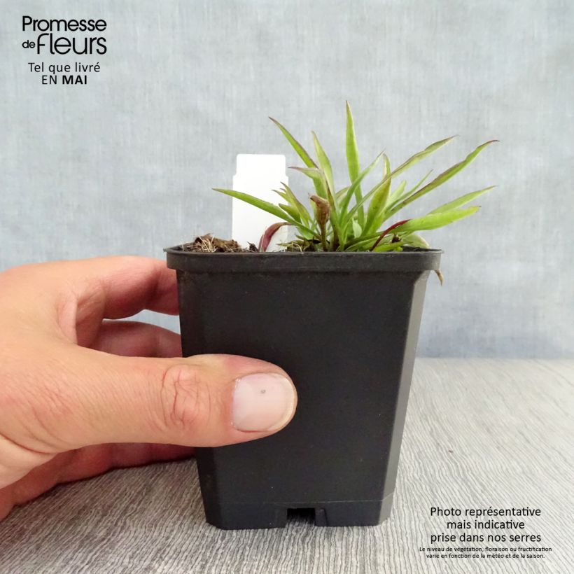 Example of Aster novi-belgii Winston S. Churchill Godet de 8/9 cm as you get in printemps