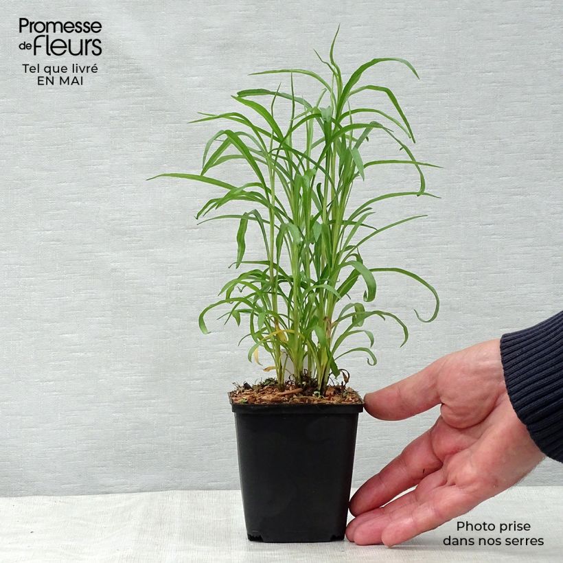 Example of Aster pringlei Monte Cassino Godet de 8/9 cm as you get in printemps