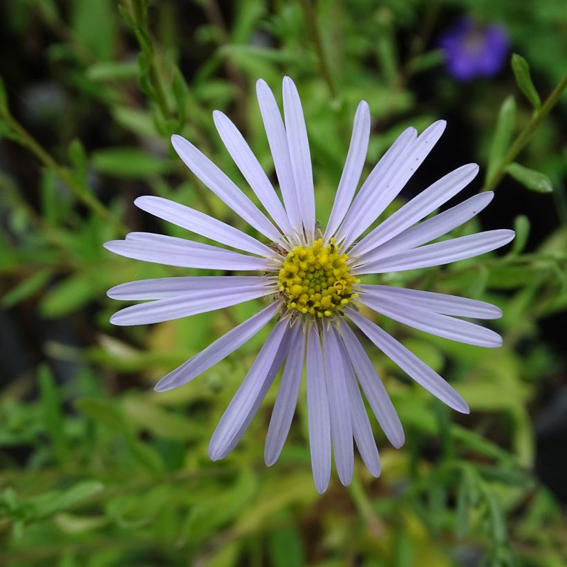 Aster pyrenaeus Lutetia - Aster d’été des Pyrénées (Flowering)