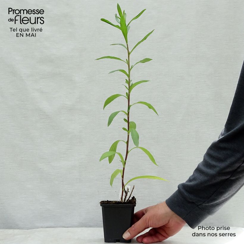 Example of Aster pyrenaeus Lutetia - Aster d’été des Pyrénées Godet de 8/9 cm as you get in printemps