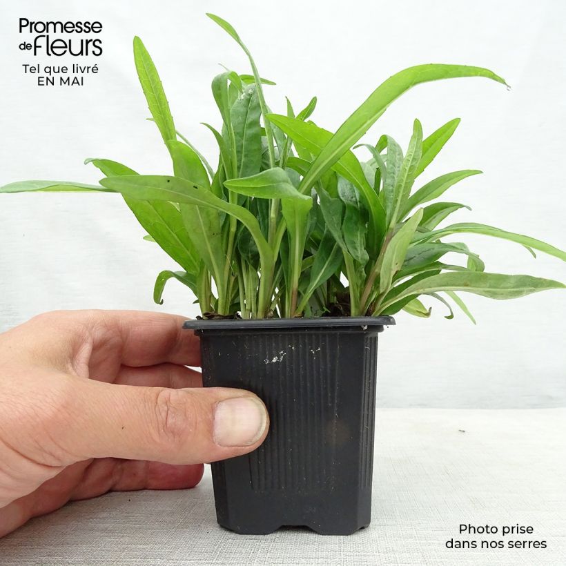 Example of Aster rugulosus Asrugo Godet de 8/9 cm as you get in printemps