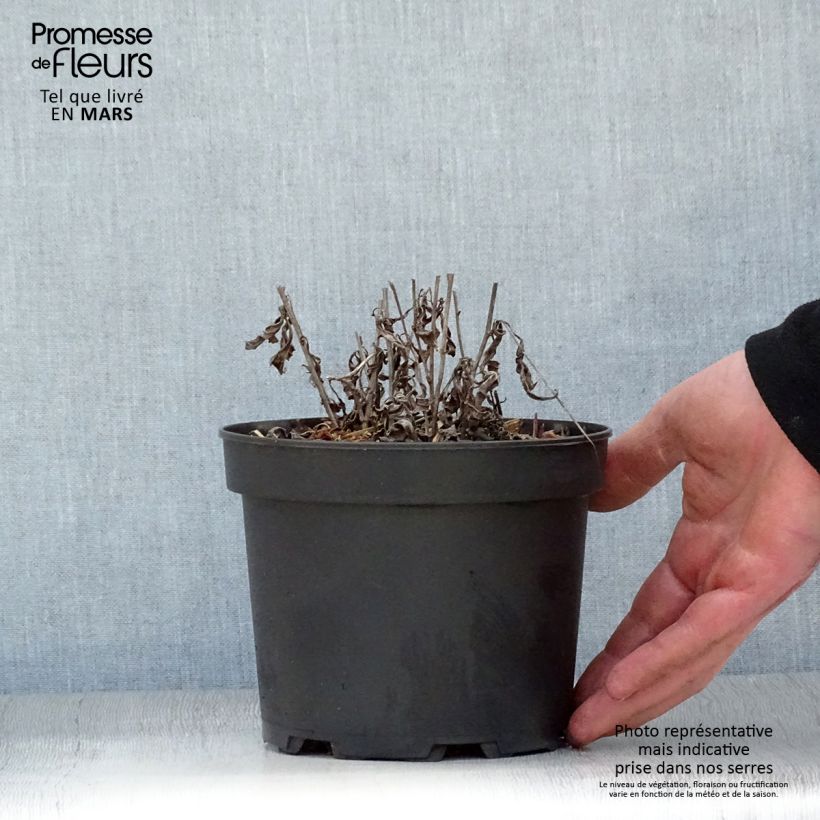 Example of Aster rugulosus Asrugo Pot de 2L/3L as you get in printemps