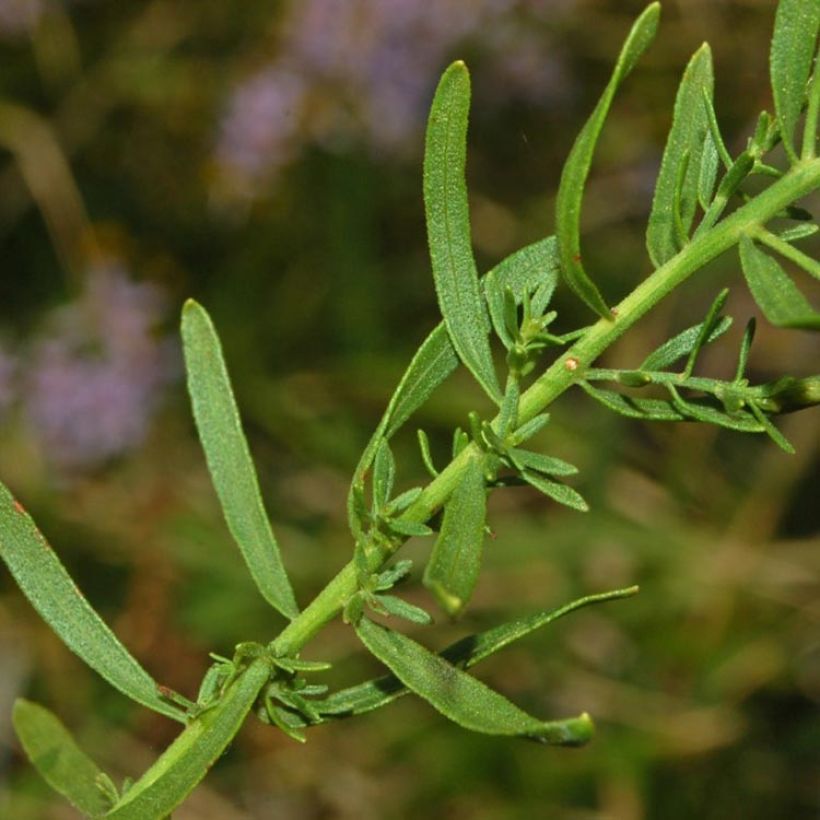 Aster à feuilles de sedum - Aster sedifolius (Foliage)